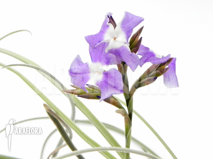 Tillandsia straminea flower