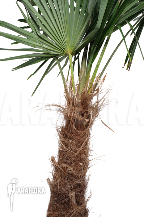 Trachycarpus wagnerianus