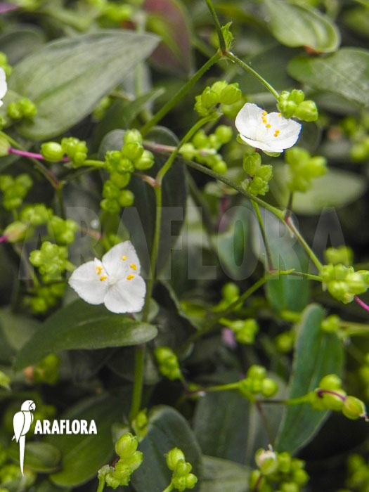 Tradescantia geniculata