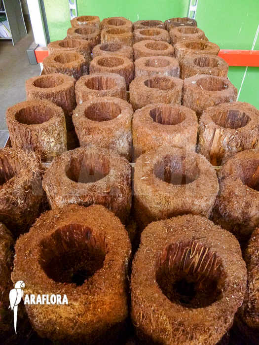 Tree-fern-pot-xaxim-M-4