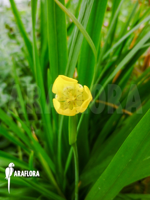 Trimezia galaxioides Brazil