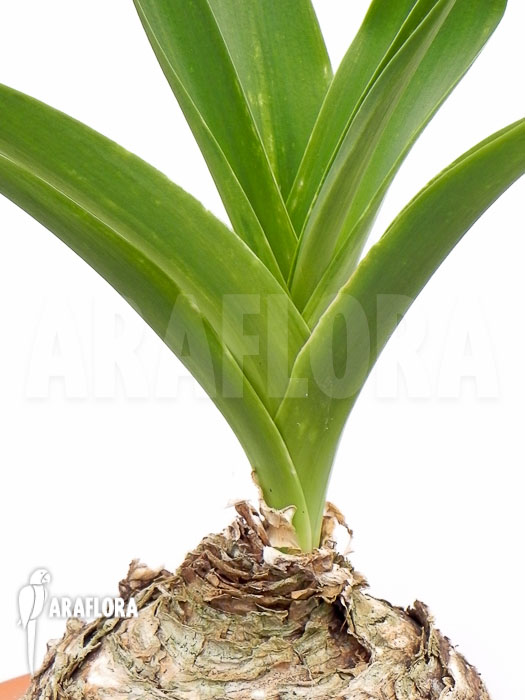 Urginea altissima ‘L’