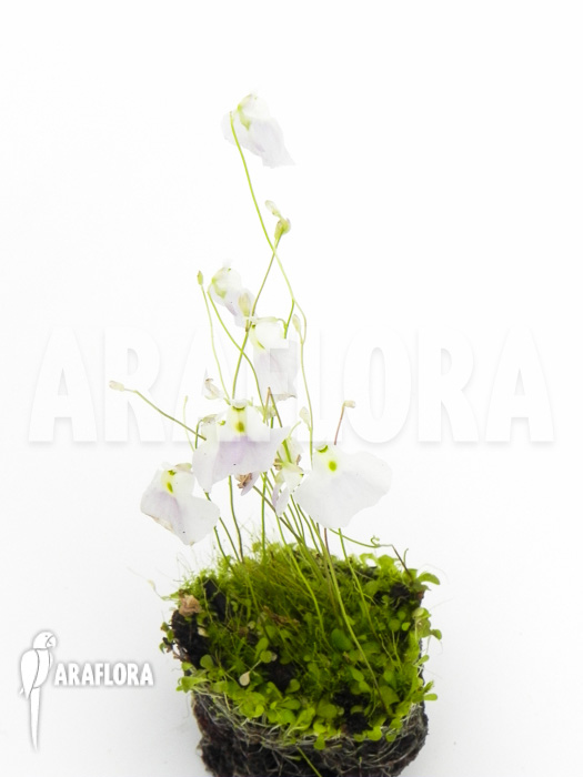 Utricularia blanchetii Starter