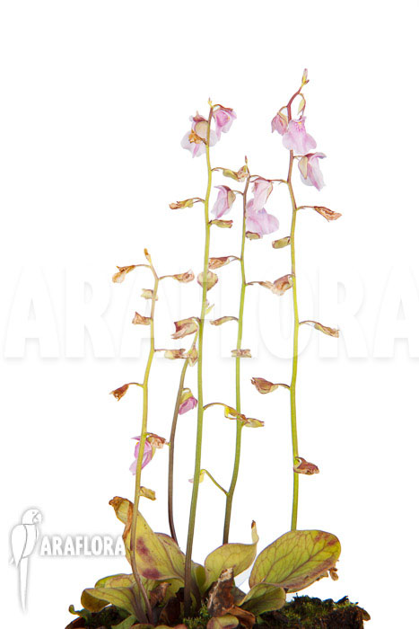 Utricularia calycifida ‘Gran Sabana’