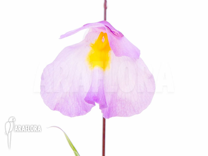 Utricularia endresii