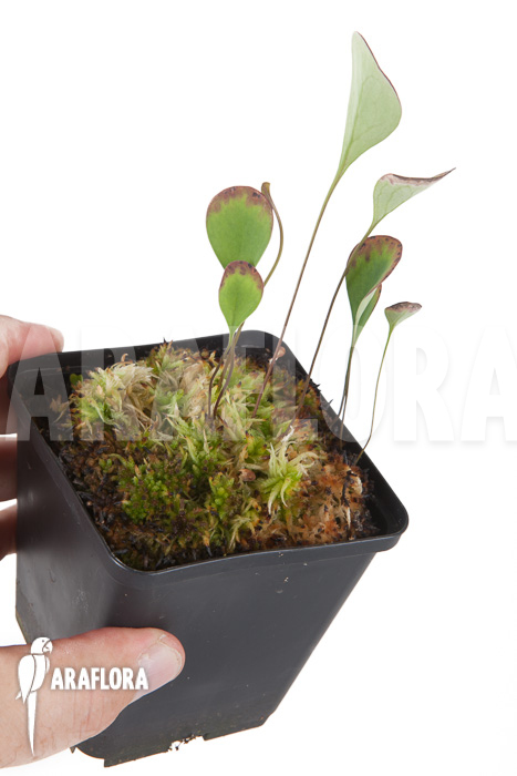 Utricularia humboldtii