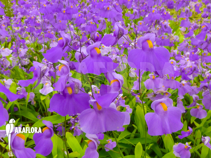 Utricularia longifolia flowers