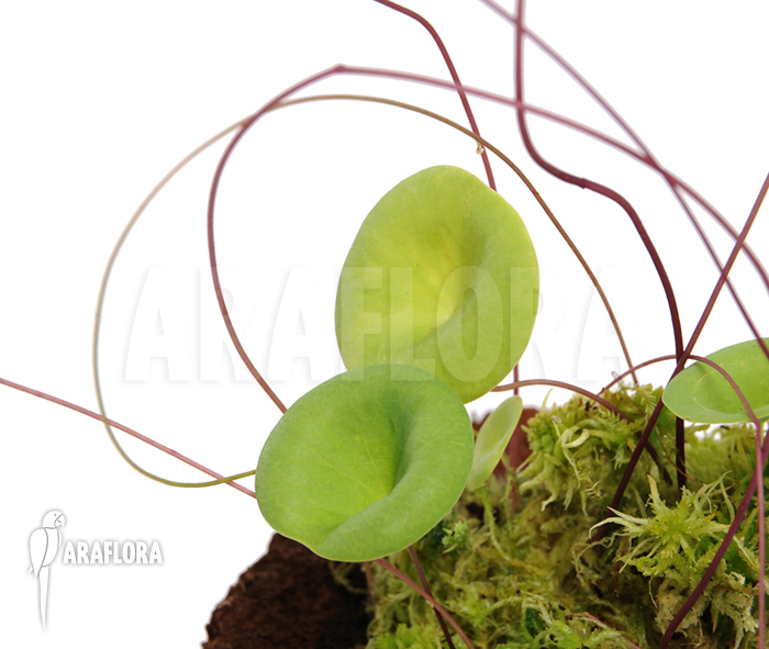 Utricularia nelumbifolia