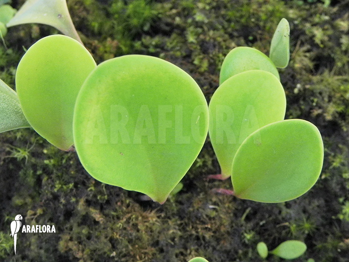 Utricularia quelchii product example
