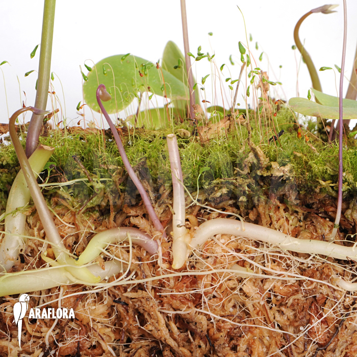 Utricularia reniformis ‘Mata Atlantica’ ‘S’
