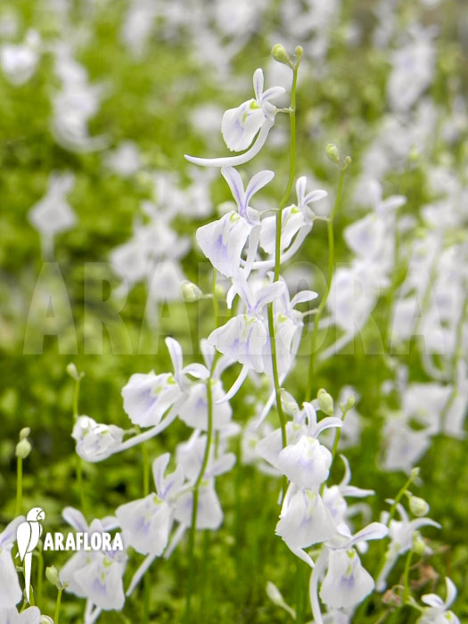 Utricularia sandersonii