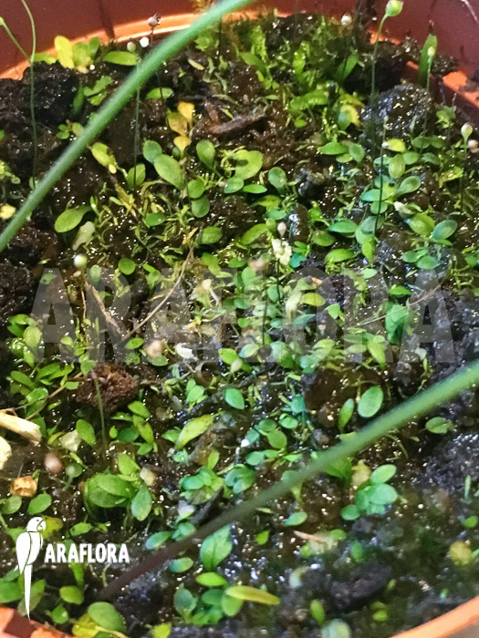 Utricularia sp. Aff. Dichotoma