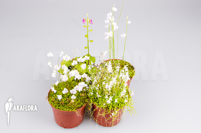 Utricularia Starter package 4