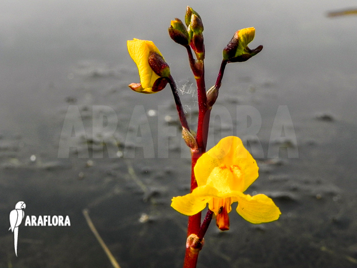 Utricularia vulgaris
