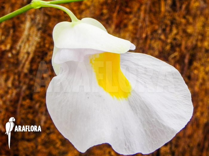 Utricularia alpina x endressii