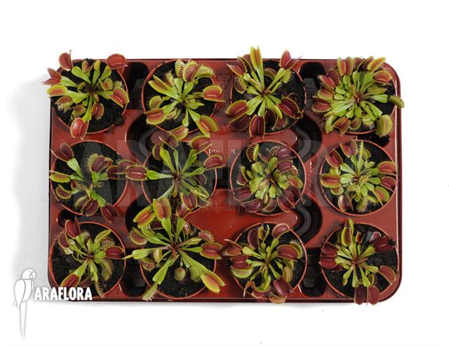 Dionaea muscipula ‘Tray’