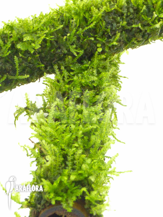 Java Mos Vesicularia dubyana sticks