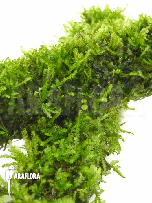 Java Mos Vesicularia dubyana sticks