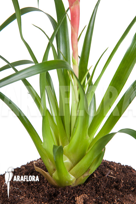 Vriesea ‘Astrid’