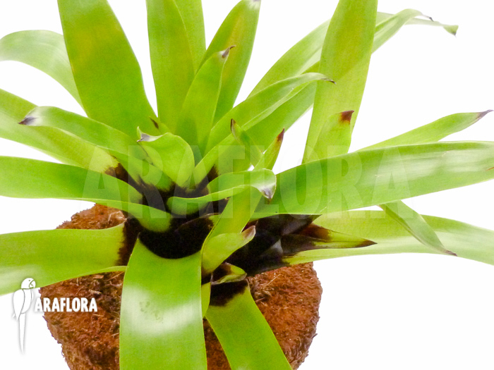 Vriesea erythrodactylon