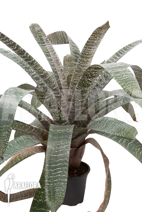 Vriesea fosteriana var seideliana