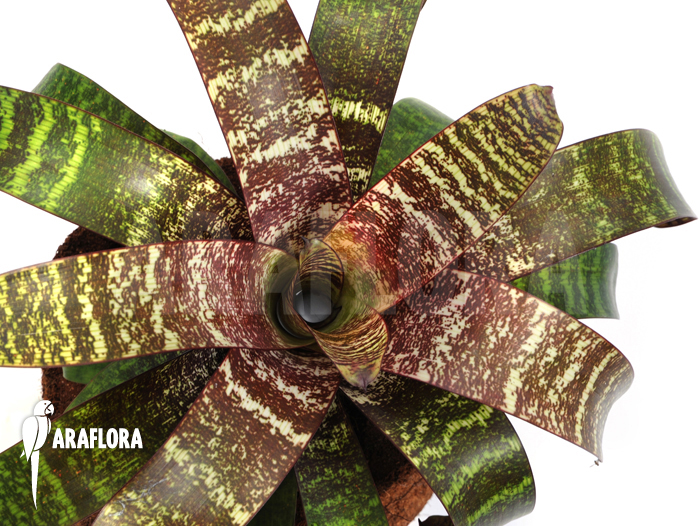 Vriesea hieroglyphica