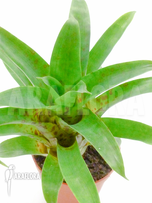 Vriesea racinae starter