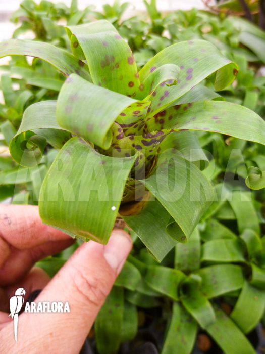 Vriesea racinae starter