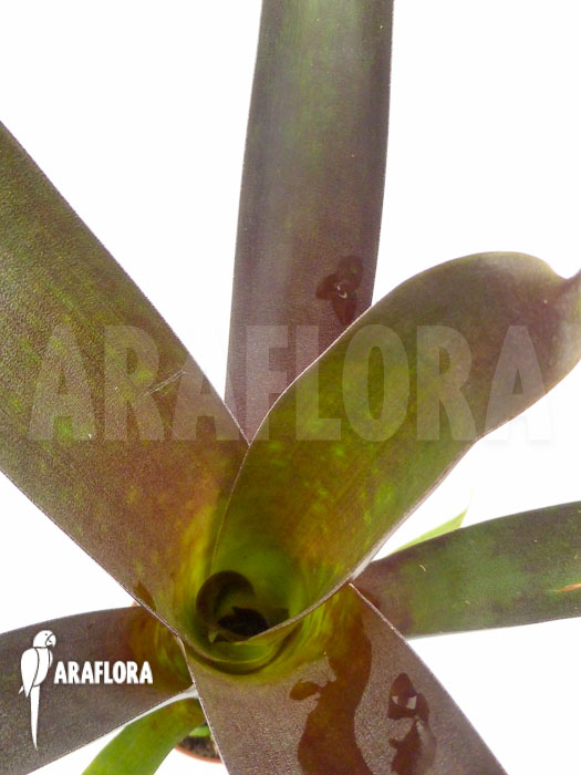 Vriesea sanguinolenta ‘Starter’