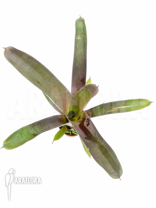 Vriesea sanguinolenta ‘Starter’