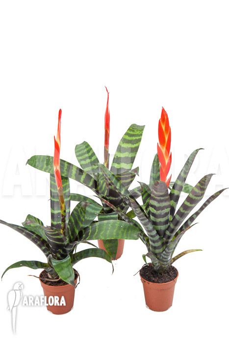 Vriesea splendens triodeal (3x)