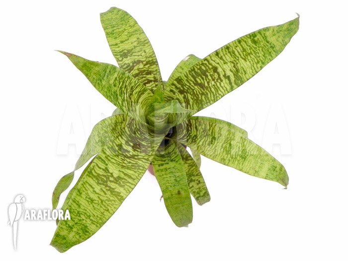 Vriesea x green striped