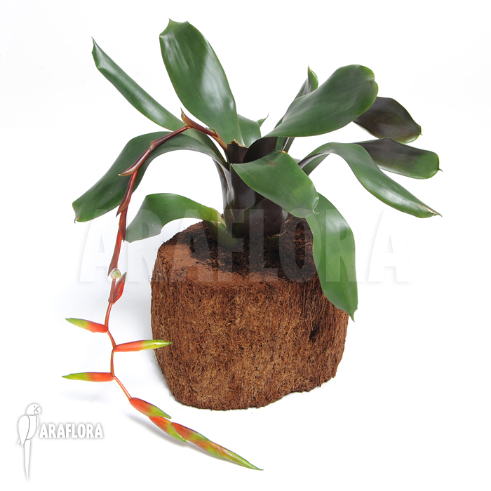 Vriesea x ‘Simplex’