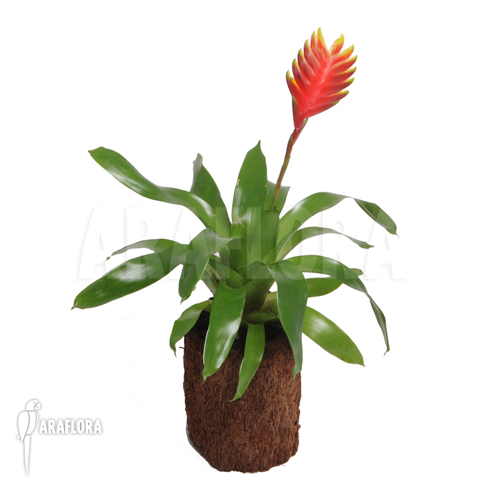 Vriesea x ‘Solo’