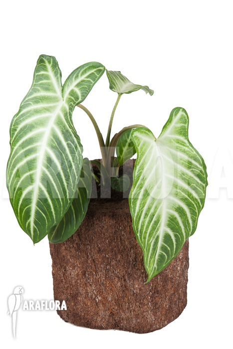 Xanthosoma lindenii ‘M’