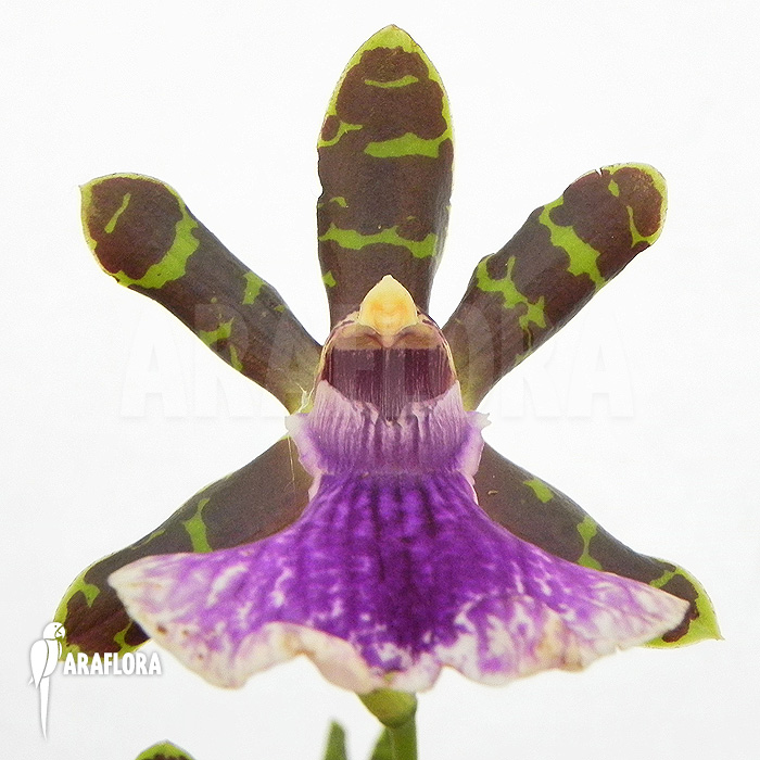 Zygopetalum Rhein Blue Baby ‘A’