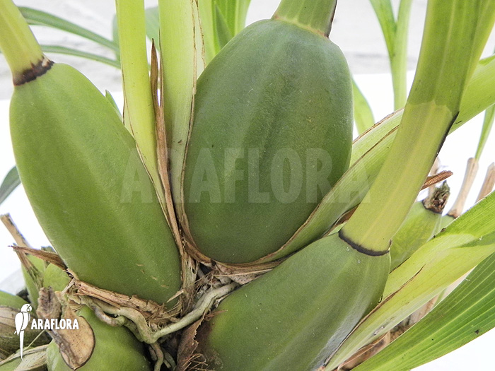 Zygopetalum Rhein Blue Baby ‘A’