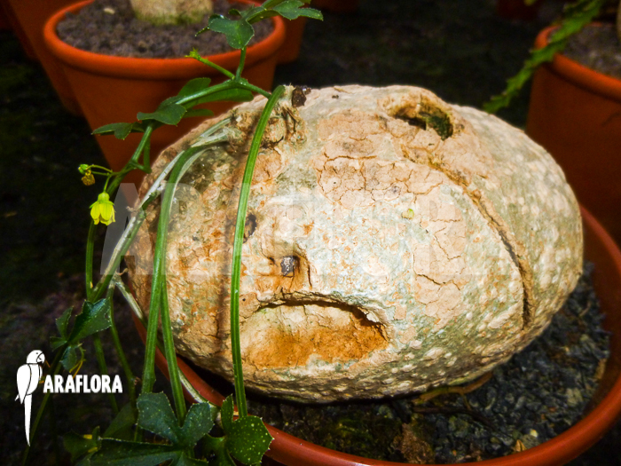 Zygosicyos tripartitus flower