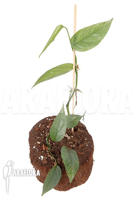 Epipremnum pinnatum Cebu Blue Type B