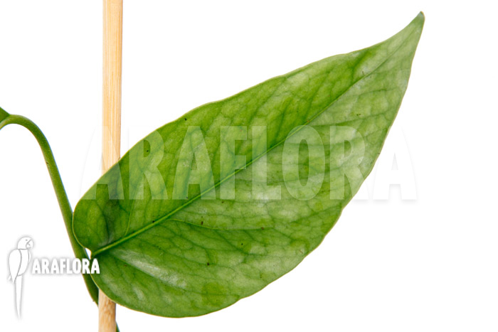 Epipremnum pinnatum Cebu Blue Type B