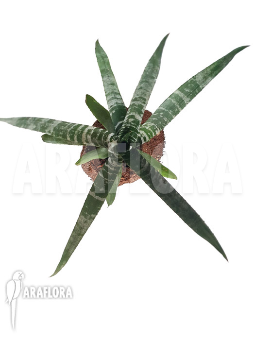 Aechmea chantinii ‘Starter’