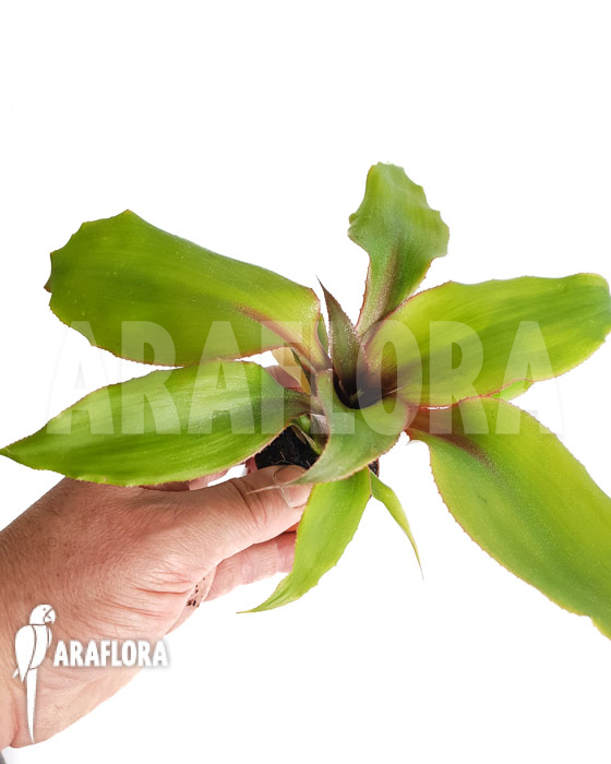 Aechmea tayoensis flower