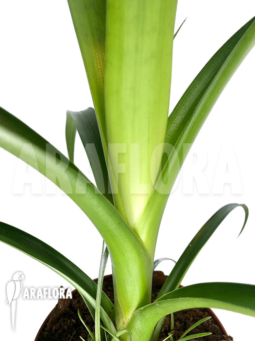 Alcantarea regina ‘M’