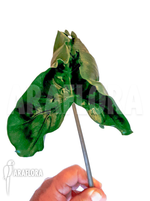 Alocasia ‘Dragon tail’