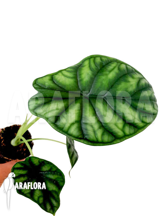 Alocasia baginda ‘M’