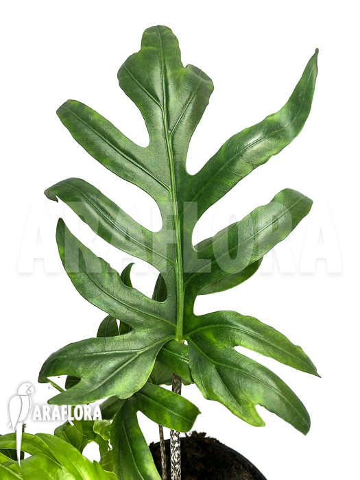 Alocasia brancifolia ‘S’