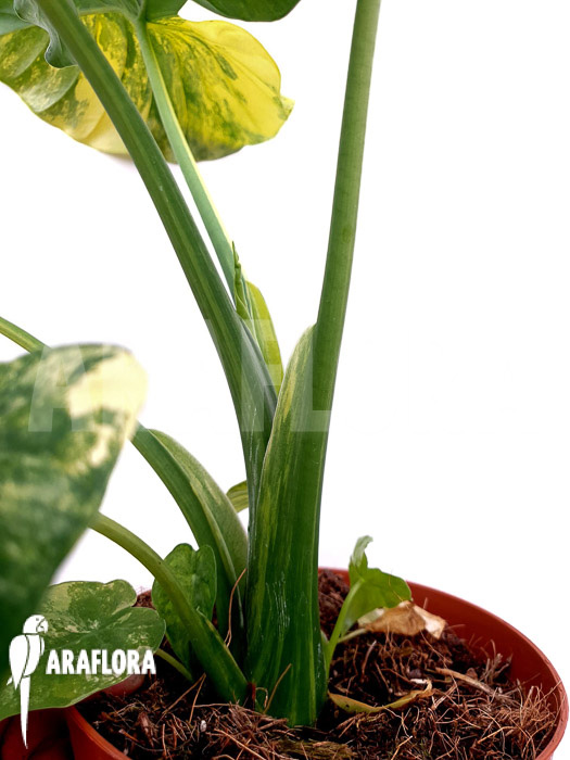 Alocasia gageana variegated