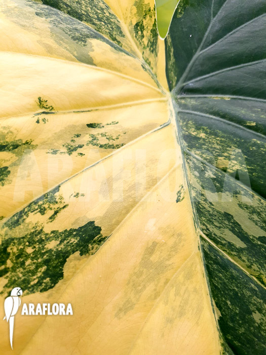 Alocasia gageana variegated