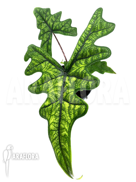 Alocasia jacklyn