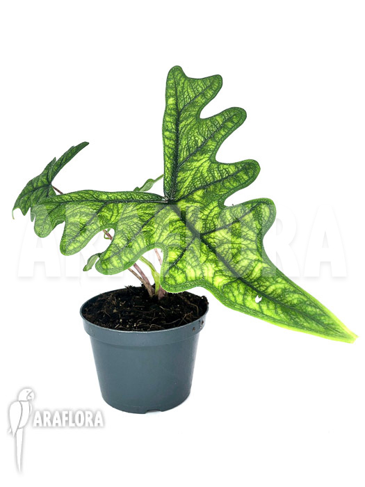 Alocasia jacklyn